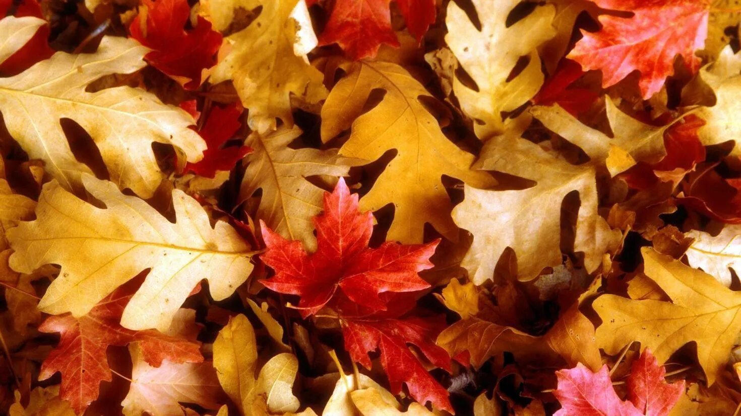 Leaves collection. Осенние листья. Осенняя листва. Осенний Лис. Листья осенью.