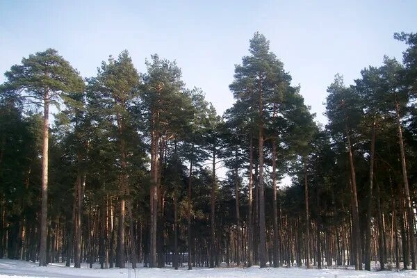 Домклик сосновый бор. Сосновый Бор Брянск район. Больничный городок Сосновый Бор. Сосновый Бор Володарский район. Сосновый Бор Шибенец.