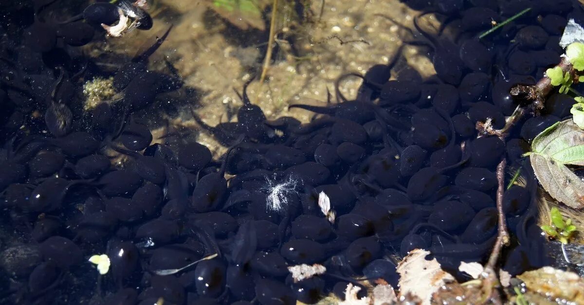 Водоросли головастики. Черные головастики. Головастик Эстетика. Личинки лягушек. Большие черные головастики.