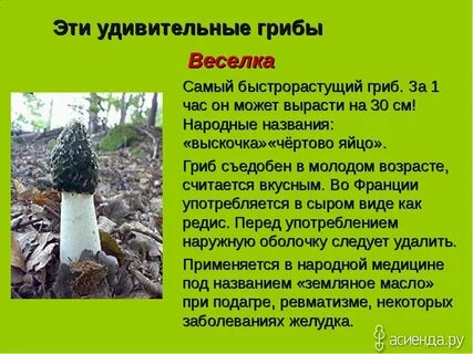 5 интересных фактов грибах