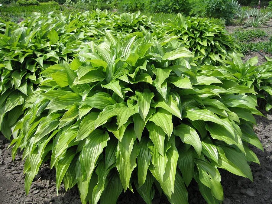 Хосты название виды цены. Хоста ланцетолистная (Hosta lancifolia). Хоста подорожниковая (Hosta plantaginea). Хоста Грин бэг. Хоста подорожниковая Афродита.