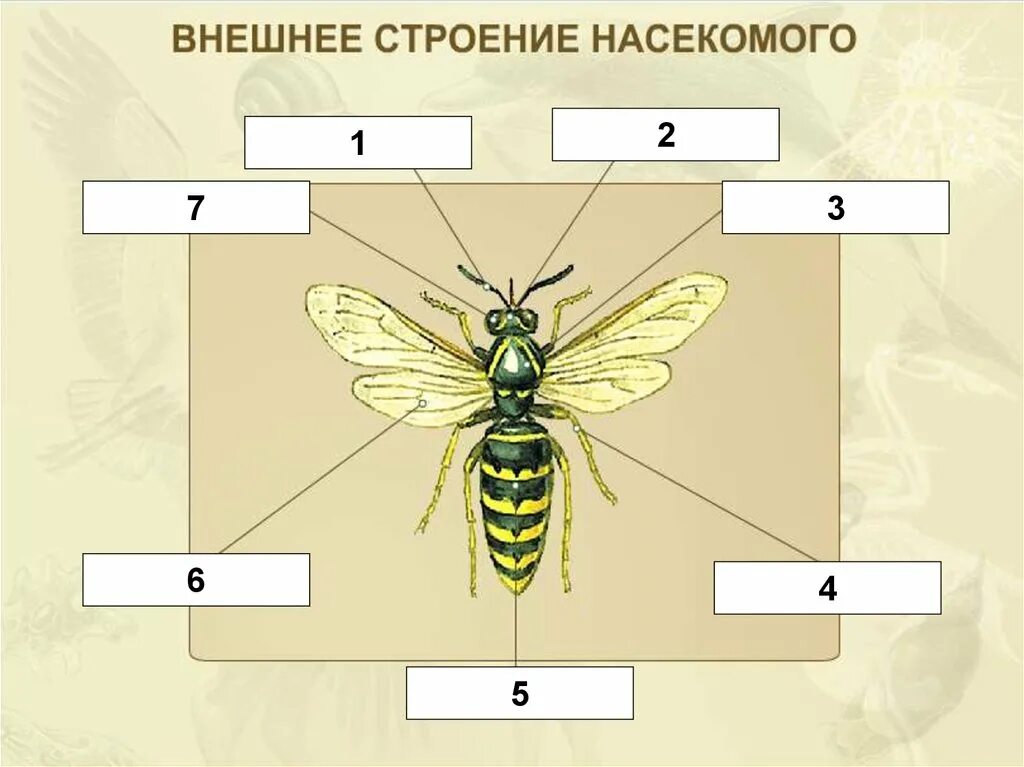 Строение тела класс насекомые. Внешнее строение насекомого схема. класс насекомые внешнее строение. внешние строение насекомогол. вгнешнее строени насекоимого.