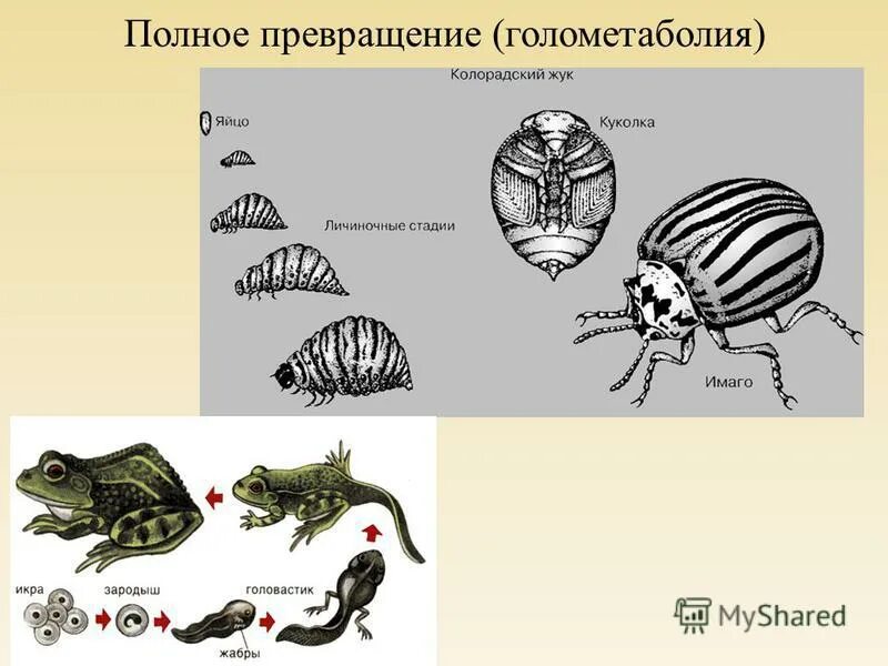 клещ полное превращение. клещ полное превращение. клещ полное превращение. клещ полное превращение. цикл развития иксодового клеща.