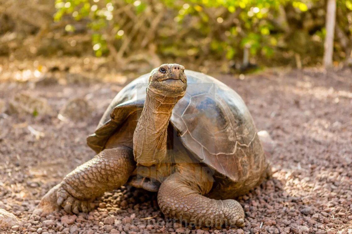 Черепаха лежу. Галапагосская черепаха. Галапагосская слоновая черепаха. Слоновые черепахи Галапагосы. Галопогоская Черепаза.