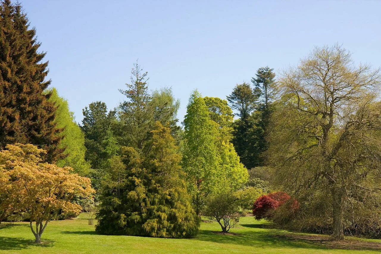 Древесно-кустарниковая аллея. Хвойный парк. Деревья в парке. Кусты в парке. Собранные лиственных