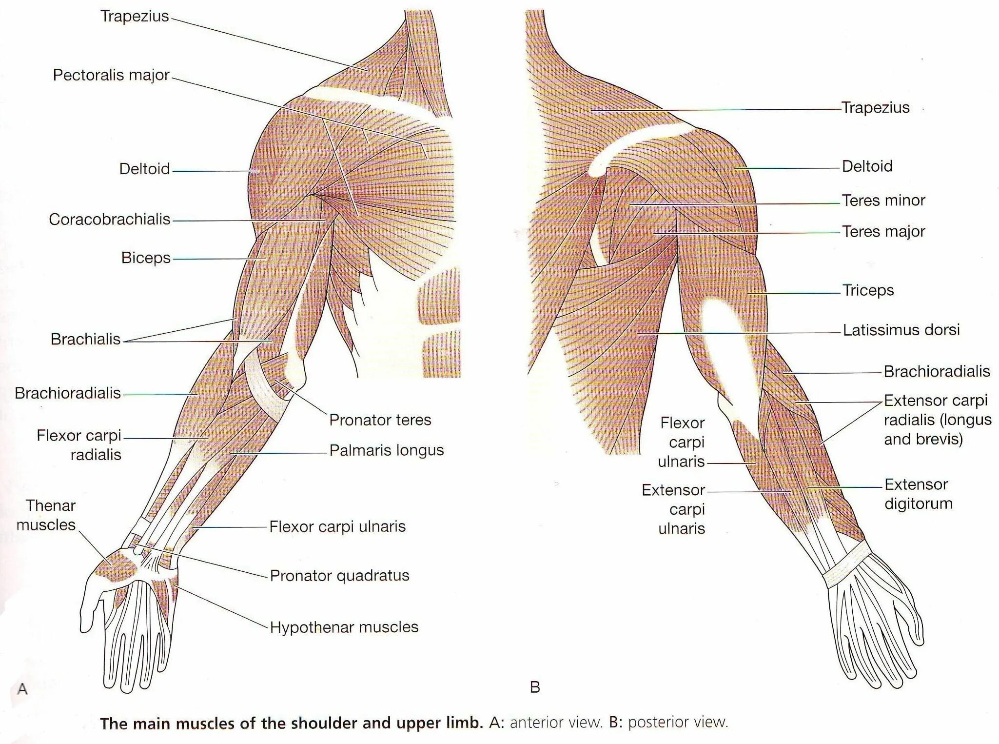 Надплечье. Строение мышц руки и плеча человека. Анатомия мышц плеча и предплечья человека. Мышцы руки и плеча схема. Рука сзади анатомия.