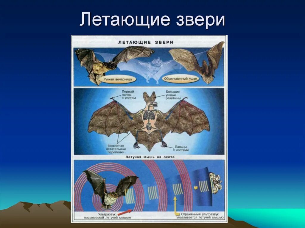 Группы летающих животных. Летающие животные группы. Летающие млекопитающие презентация. Летающие звери. Примеры летающих животных.