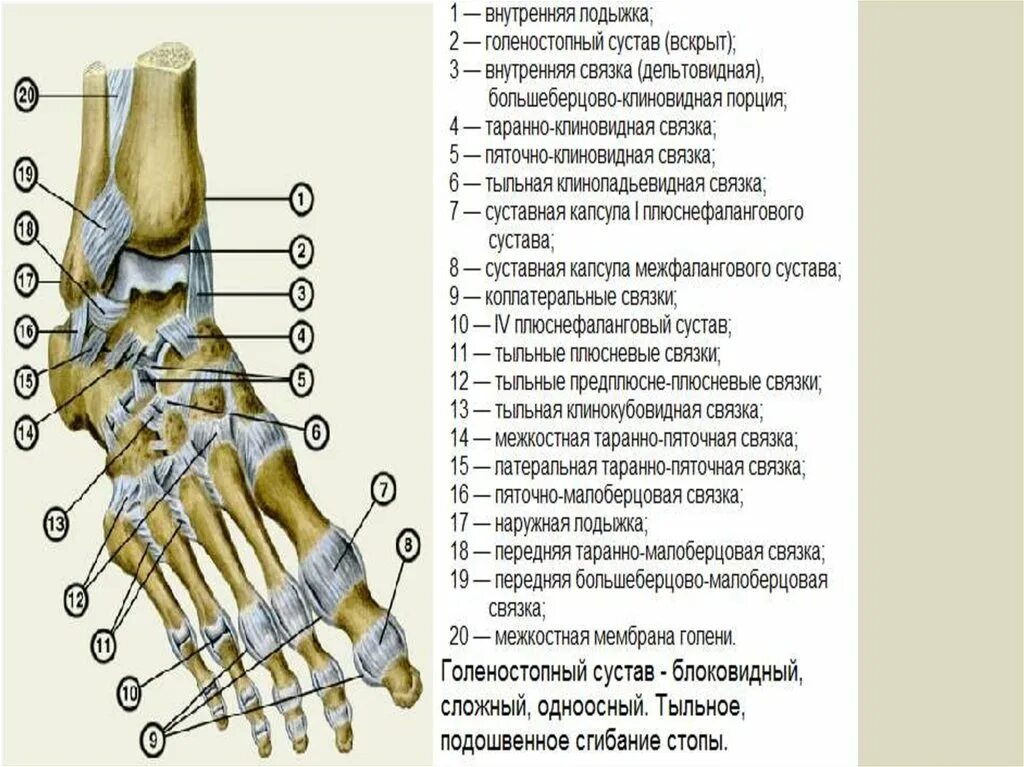 Строение стопы анатомия. Голеностопный сустав анатомия строение мышцы. Голеностопный сустав анатомия строение кости. Голеностопный сустав анатомия схема строения. Связки лодыжки анатомия.