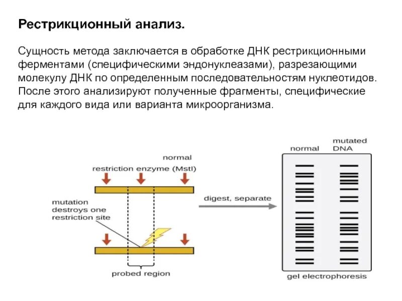 Сущность какого метода состоит. Анализ полиморфизма длин рестрикционных фрагментов днк. пдрф анализ. пдрф суть метода. рестрикционное картирование днк.