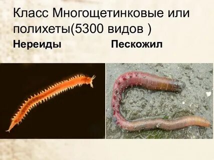 Представители многощетинковых
