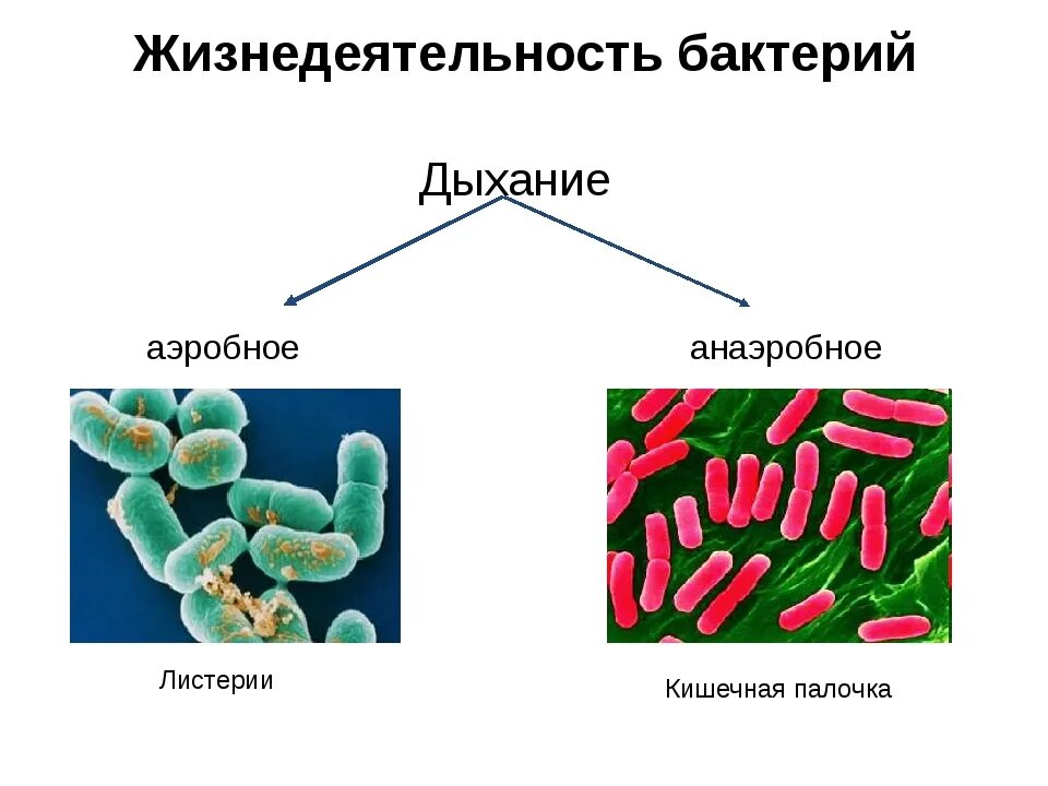 Бактерии бывают анаэробные и аэробные. Аэробы и анаэробы микроорганизмы. Анаэробы, анаэробы, аэробы. Болезнетворные бактерии аэробы и анаэробы. Аэробные органы