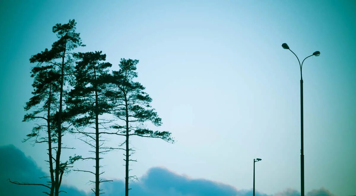 визбор три сосны