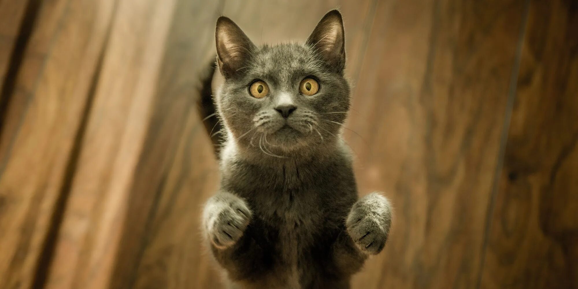 Покажи cat net