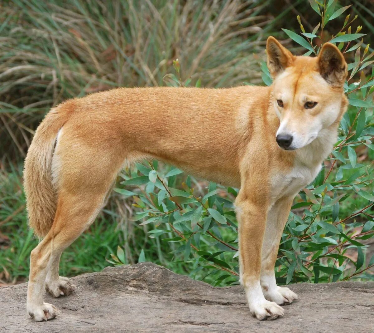 Динго порода собак. Австралийская собака Динго. Бинго собака порода. Динго в Австралии. Дикая собака динго подробно