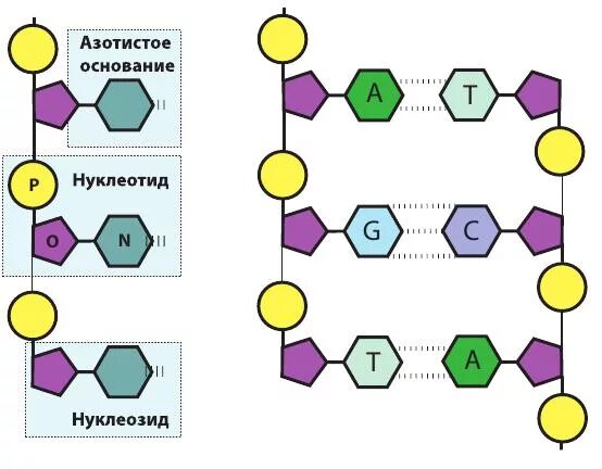 Соединение нуклеотидов днк. Схема азотистых оснований в ДНК. Схема строения нуклеотида ДНК. Схема комплементарности ДНК. Нуклеотиды комплементарность схема.