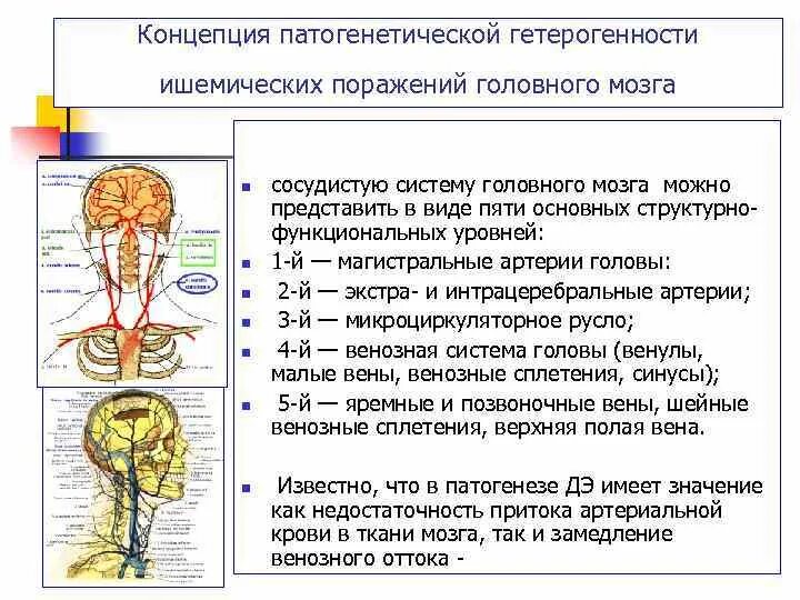 Сосудистые поражения головного мозга. Магистральные артерии головы. Уточненные поражения сосудов мозга. Другие уточненные поражения сосудов мозга. Гипотонус артерий головного мозга.