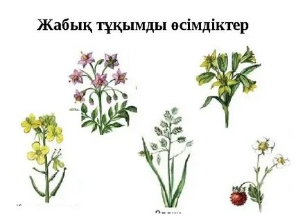 Кемерово облысынан жіберілген порнографиялық сурет