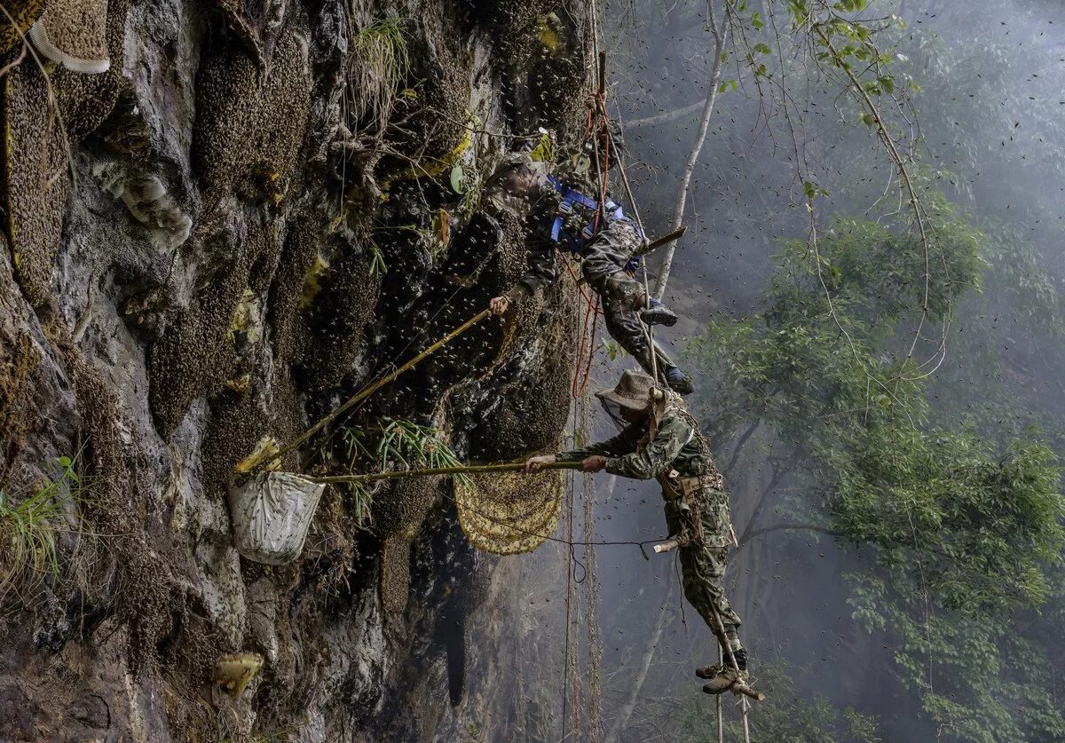 дикий мед в непале. сбор меда диких пчел. дикий мед в непале. добыча дикого меда. гималайский мед диких пчел.