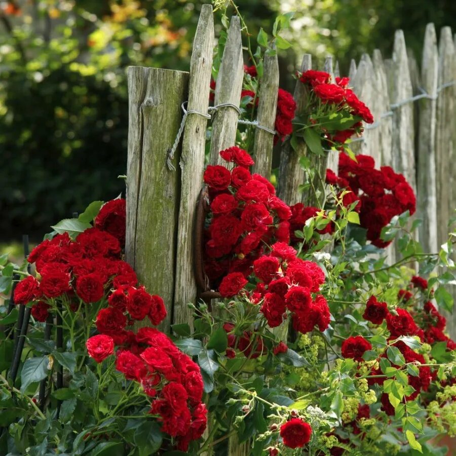 They re flowers. Роза плетистая кордес. Цветы синего оттенка. They re flowers. They re flowers.