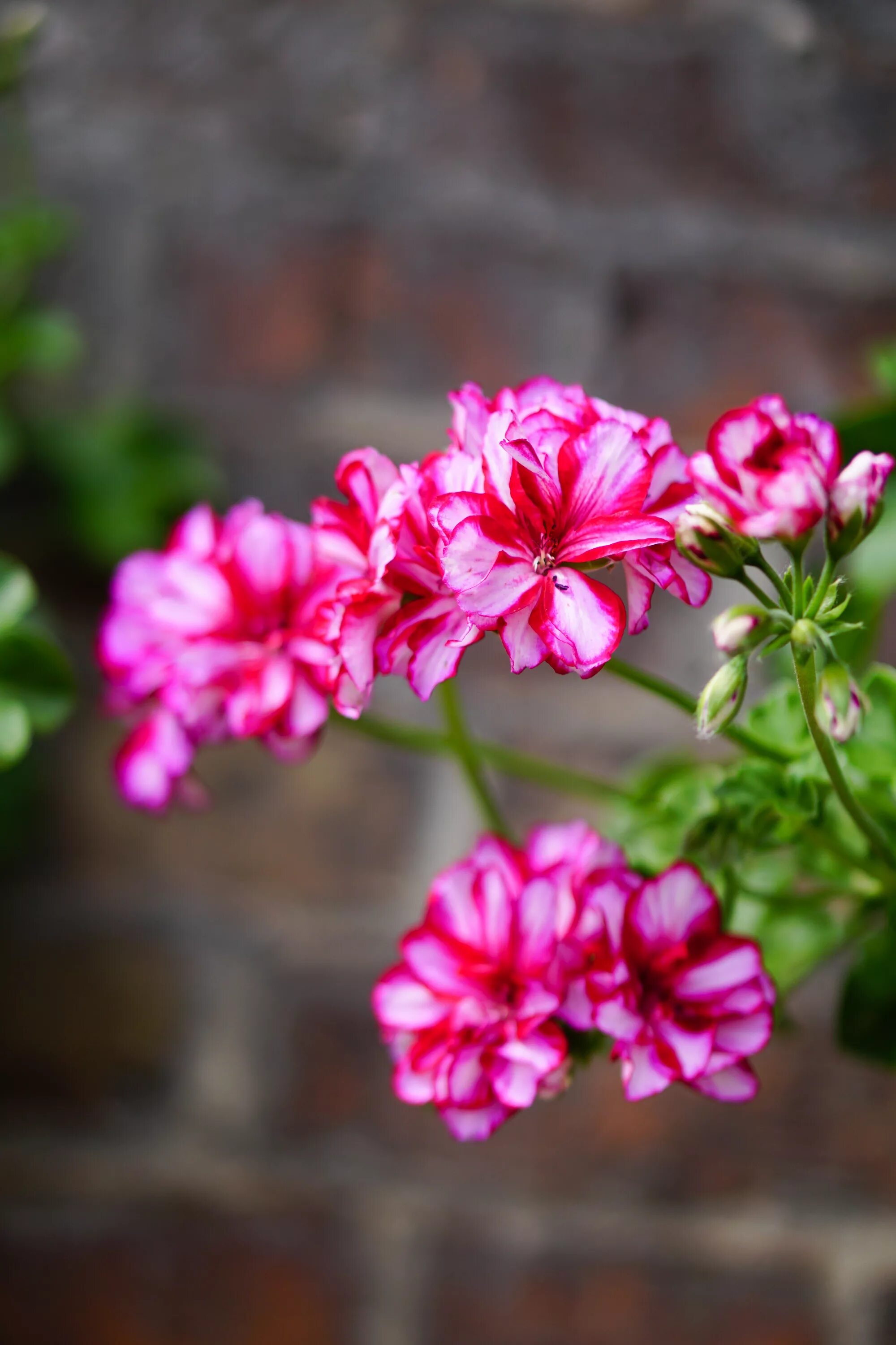 Завод гераней. Пеларгония плющелистная. Pink Geranium пеларгония. Пеларгония "Кассия".