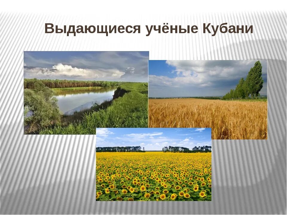 Труженики родной земли кубановедение 2. Выдающийся ученый Кубани. Герои кубанских полей сообщение 4. Выдающиеся личности Кубани. Проект на тему герои кубанских полей.