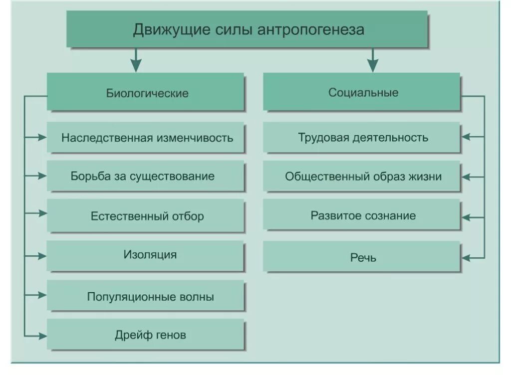 Классификация движущих сил. Факторы движущие силы антропогенеза схема. перечислите биологические движущие силы антропогенеза. социальные движущие силы антропогенеза это. движущие силы антропогенеза социальные и биологические факторы.
