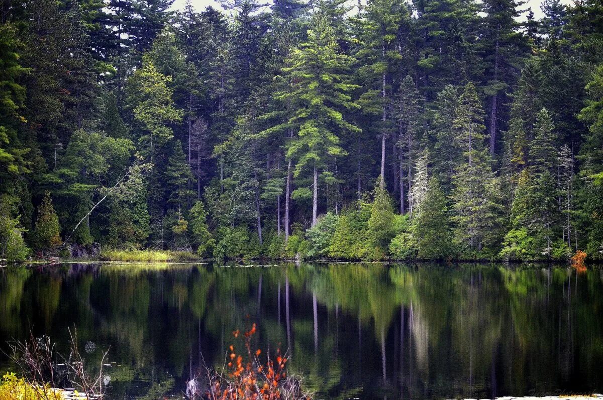 Лесной водоем. Простор сибирской реки хвойный лес. Лесное озеро (Forest Lake). Озеро в Ельниках. Хвойный лес у озера.