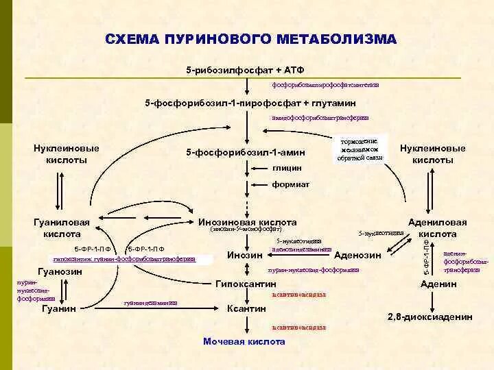 Атф анаболизма. Метаболизм нуклеиновых кислот. Цикл мочевой кислоты в организме. Обмен мочевой кислоты биохимия. Цикл образования мочевой кислоты.