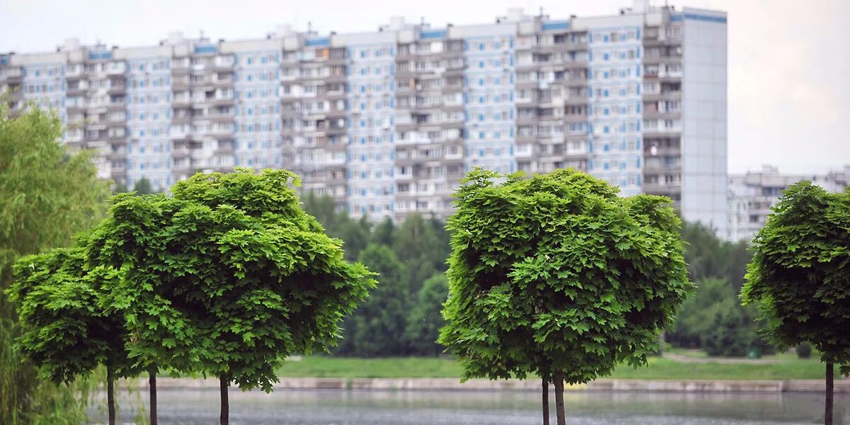 Вид городских деревьев. Городские деревья. Деревья для городского озеленения. Деревья в городе. Деревья Москвы.