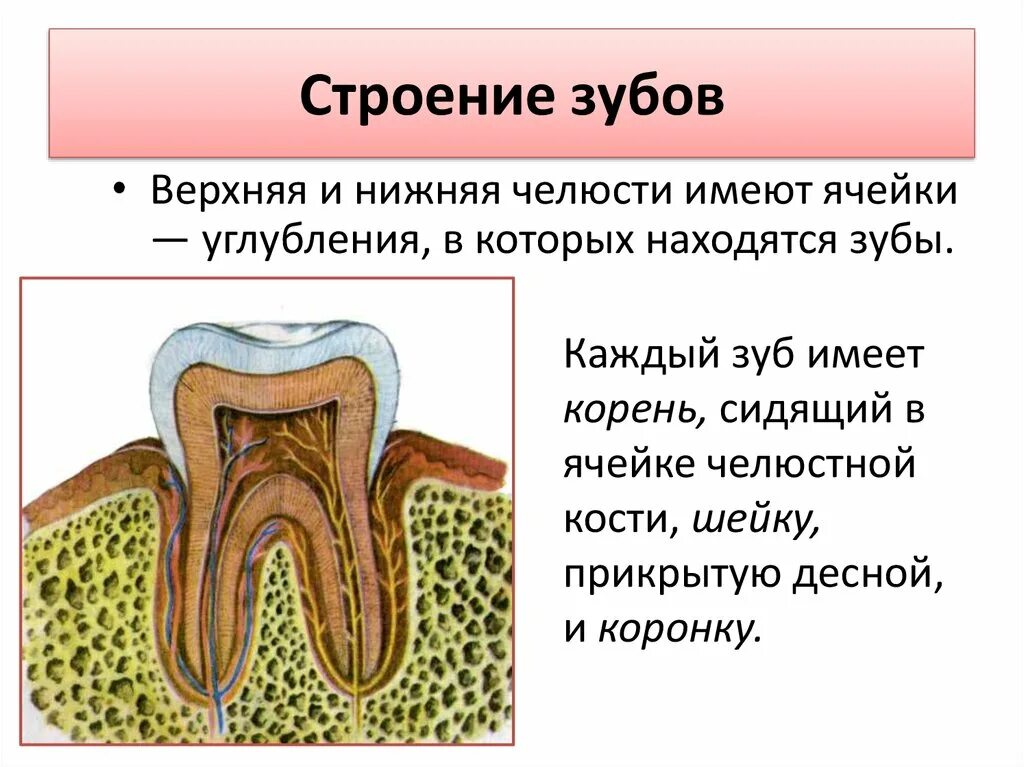 Строение зуба человека. Строени ЕЗКБА. Структура зуба.