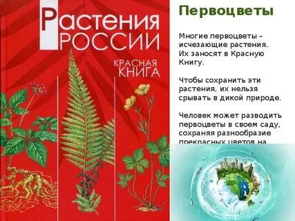 Первоцветы книги