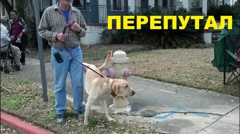 Прикольные видео из жизни
