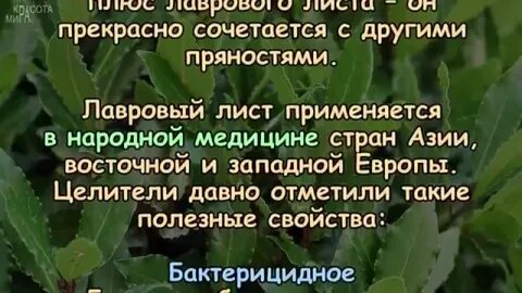 Лавровый лист применение в народной медицине