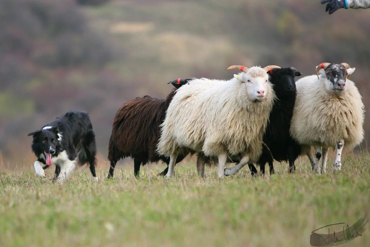 Пасу овечек. Бордер-колли. Бордер колли и овцы. Бордер колли Отара овец. Бордер колли овцы пастух.