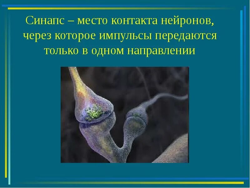 Место контактов нейронов сканворд. Мультиполярные нейроны спинного мозга. Специализированные контакты между нервными клетками называются. Место контакта нервных клеток друг с другом и другими клетками. Место контакта двух нервных клеток.