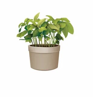 Цветы plant