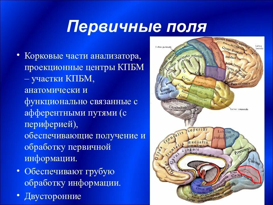 Корковые центры мозга. Корковые центры. Корковые анализаторы. Корковые концы анализаторов головного мозга. Корковый конец двигательного анализатора.