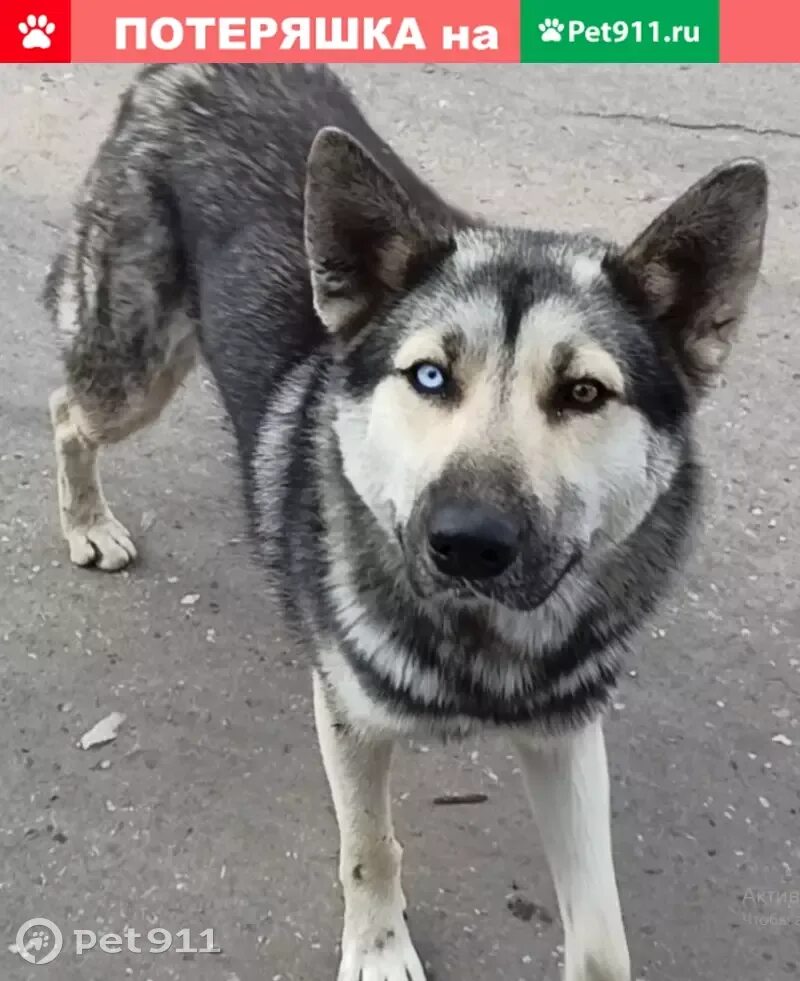 Породы собак балабол. Найден кобель хаски Ульяновск. Найдена собака Московская область. Найдена собака Ульяновск.