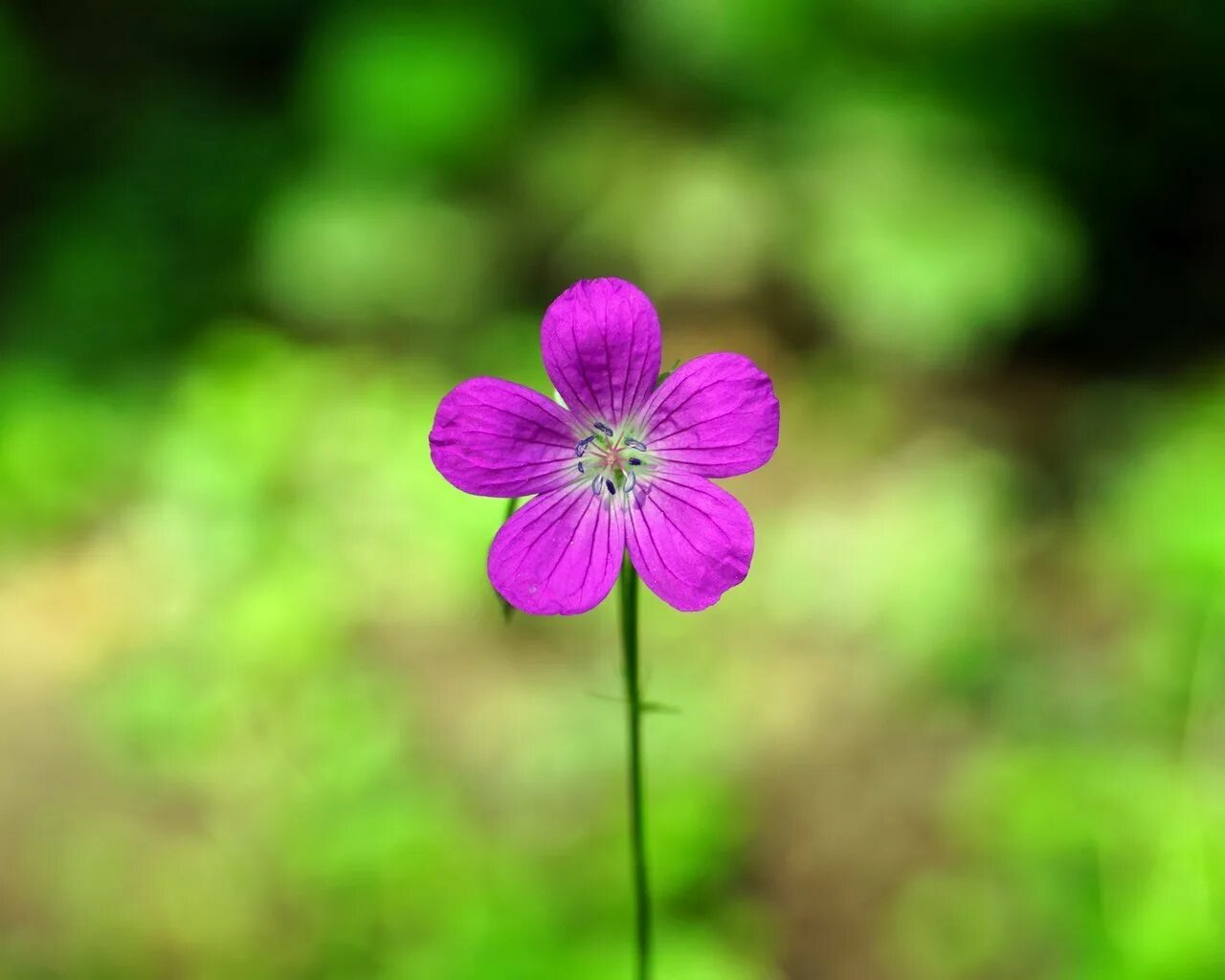 Незабудка мелкоцветковая. Крошечные цветки. Букет незабудок. Цветы макро. Незабудка крупноцветковая.