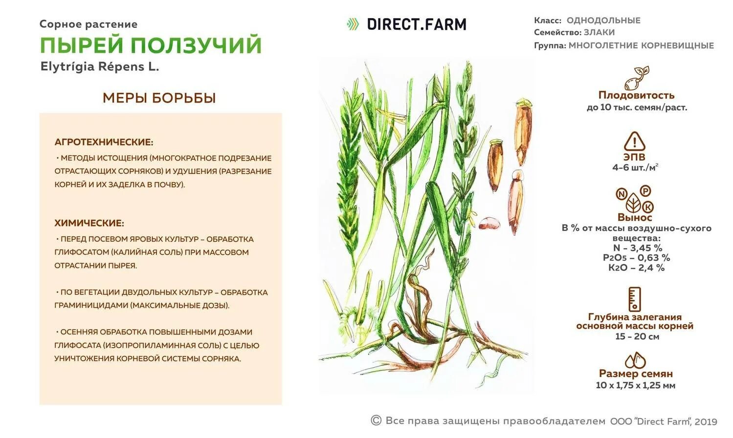 Однодольные растения названия. Лилейные биология. Семейство однодольных растений луковые. Класс однодольные семейство злаковые. Семейство паслёновых представители овощи.