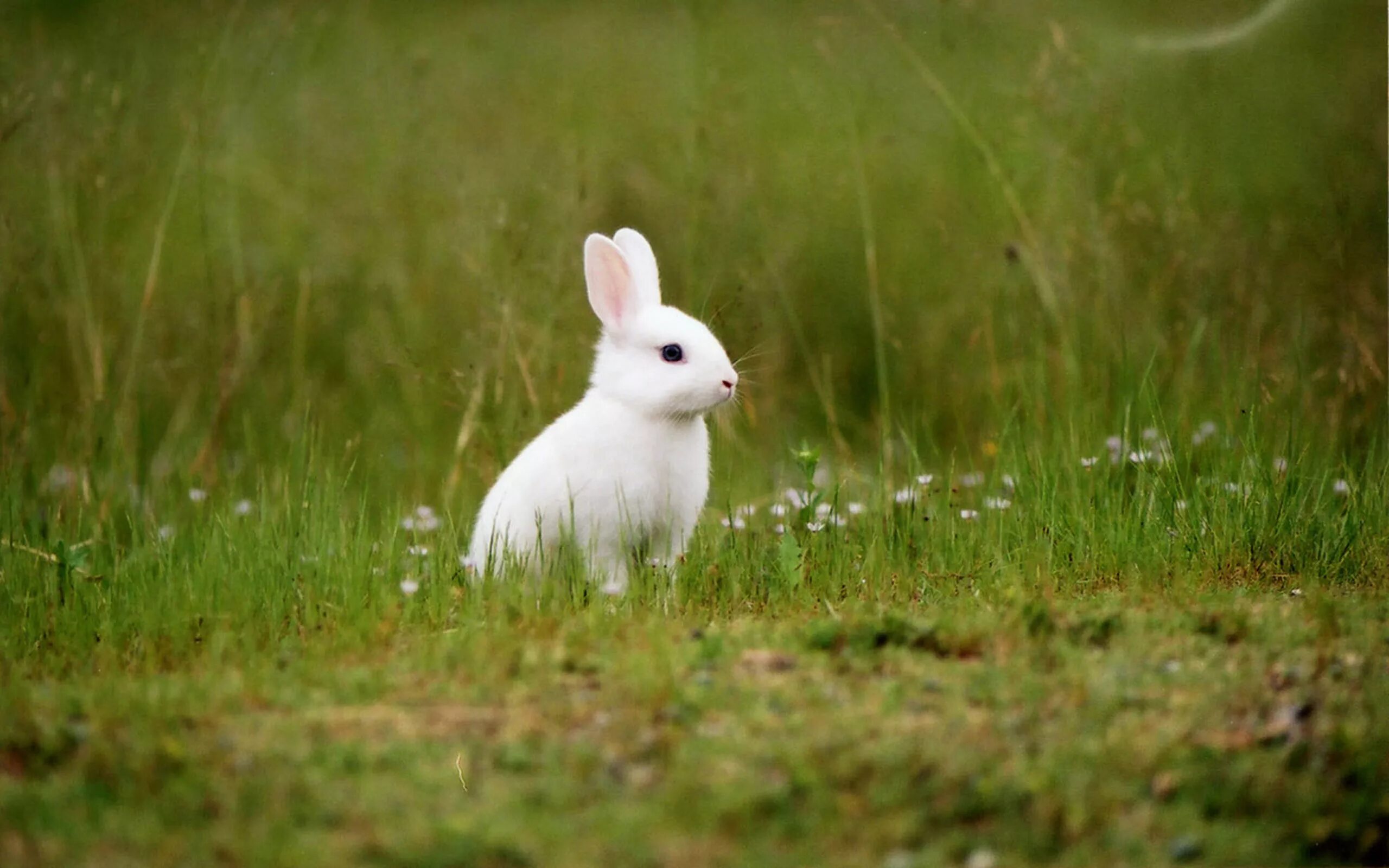 Бунни рэббит. Фотографии самых милых зайчиков. Bunny wallpapers. Милый зайчик. Bunny wallpapers.