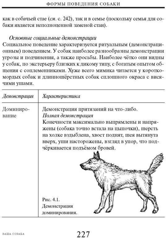 Поведение собак характеристика. Виды поведения собак. Примеры поведения собаки. Формы поведения собак. Видовая особенность поведения собак.