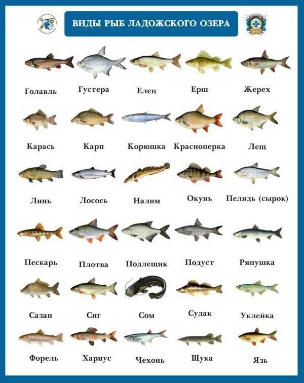 Какая рыба водится в озере. Рыба Ладожского озера перечень. Рыбы Ладожского озера список в картинках с названиями. Рыбы обитающие в Ладожском озере. Промысловые рыбы Ладожского озера.