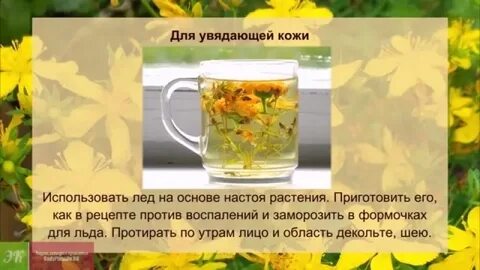 Польза зверобоя для здоровья человека