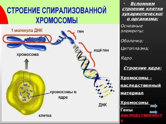 Хромосомы эукариотической клетки. Хромосомы в ядре. Размножение человека презентация. Наследственные структуры клетки. Наследственный материал хромосомы