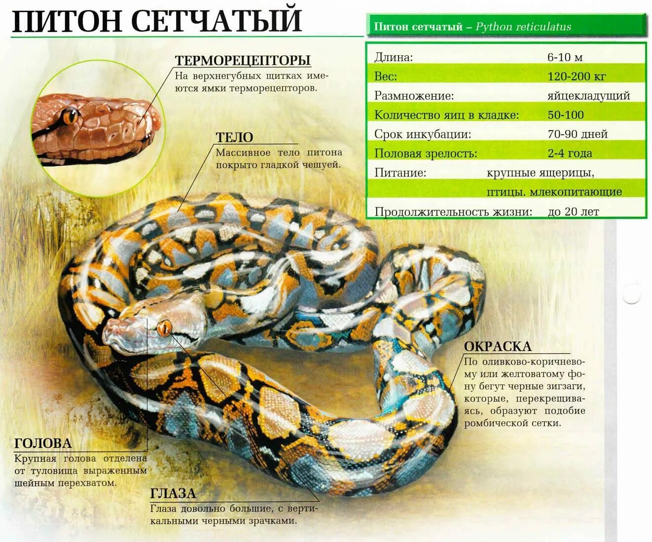 Сколько лет питону