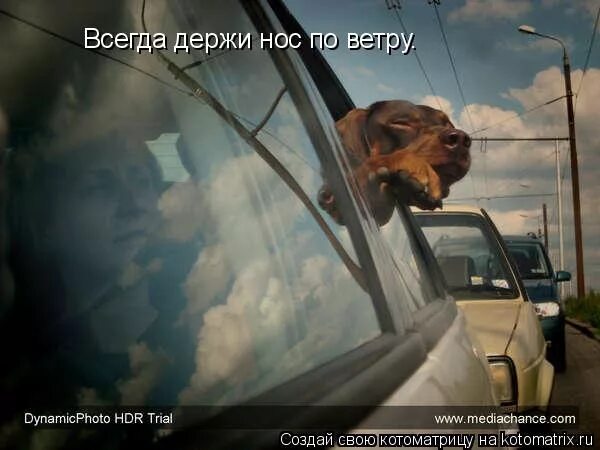 Держать по ветру 3. Держать нос по ветру. Держи всегда нос по ветру. Что значит нос по ветру. Держать нос по ветру картинка.