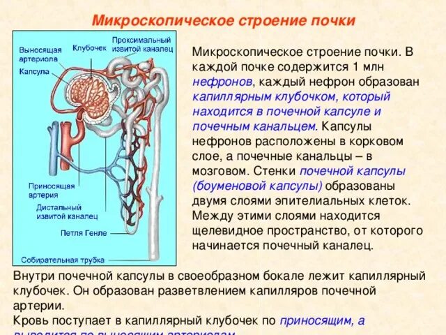 В какой части находятся капсулы нефронов. Микроскопическое строение почки. Микроскопическое строение почки нефрон. Капиллярный клубочек нефрона. Капиллярный клубочек капсулы нефрона образован разветвлением.