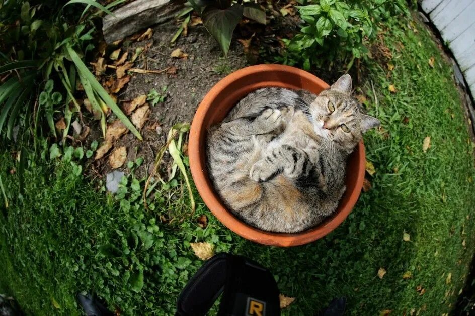 Cat plants. Коты в цветочных горшках. Кот в цветнике. Горшок для кошек. Кот на горшке.