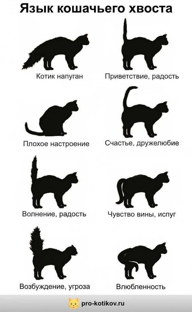Как понять что у котенка запор. Настроение кошки по хвосту. язык хвоста у кошек. положение хвоста у кошки. как понять настроение кота по хвосту.